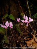 Cyclamen hederifolium - rosa
