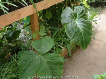 Arisaema fargesii und Remusatia vivipara