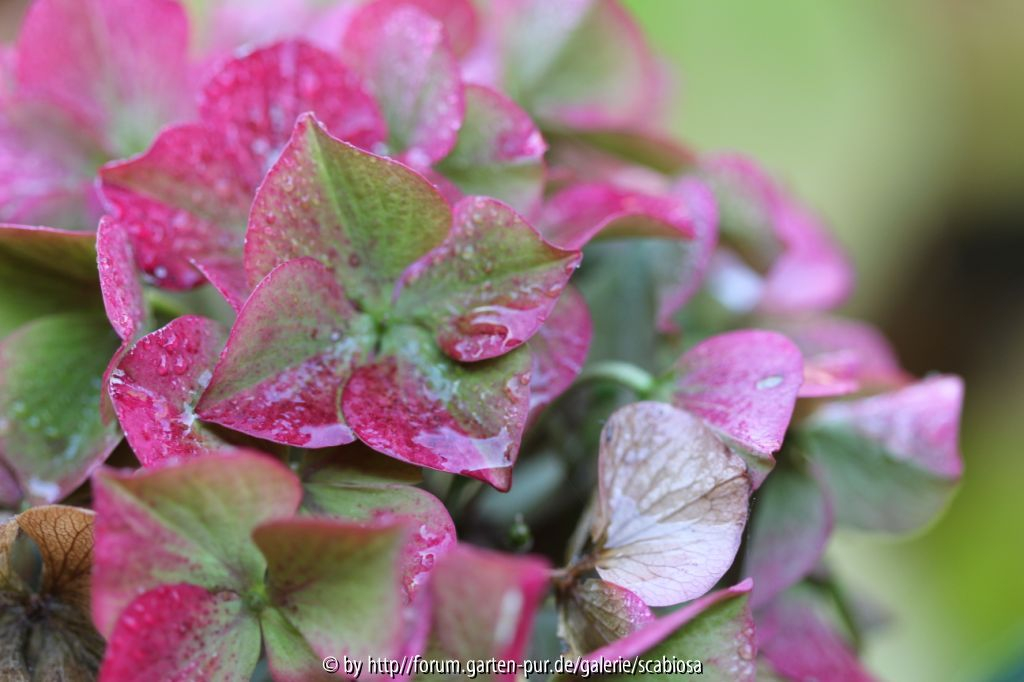 Hydrangea Herbstfärbung