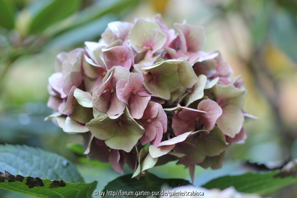 Hydrangea Herbstfärbung morbide