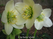 Helleborus niger