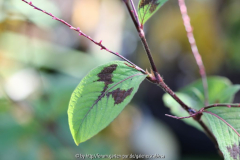 'Persicaria filiformis'