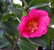 DSCN5936.JPG