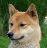 Shiba Inu