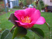 DSCN5945.JPG