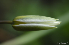 Tulpenschnäbel