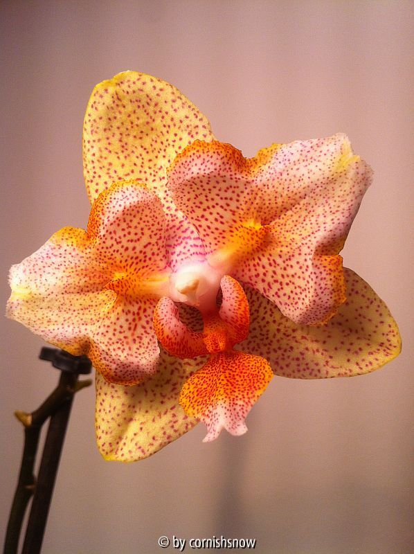 Phalaenopsis - Peloric gelb