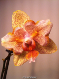 Phalaenopsis - Peloric gelb
