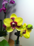 Phalaenopsis Nobby's Shadowy