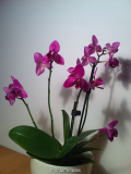 Phalaenopsis - Semi Peloric I