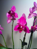 Phalaenopsis - Semi Peloric II