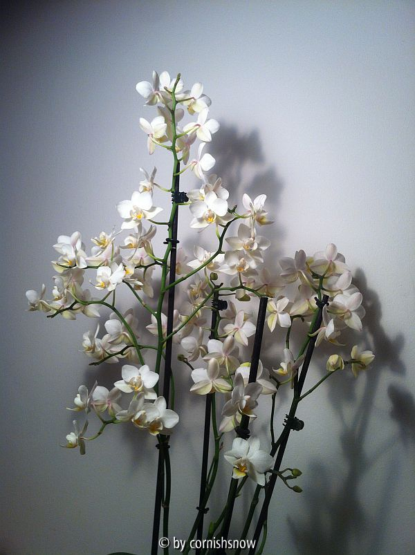 Phalaenopsis - weiß I