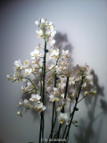 Phalaenopsis - weiß I