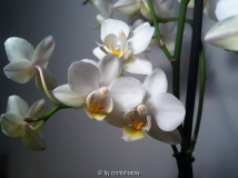 Phalaenopsis - weiß II