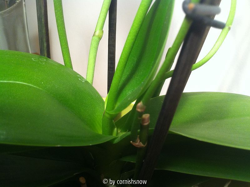 Phalaenopsis - weiß III