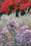 Aster namenlos ?