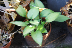 Hosta 'June' Herbst