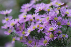 Aster namenlos Blüte