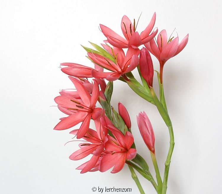 Schizostylis coccinea