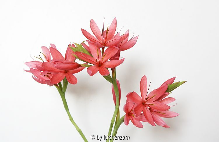 Schizostylis coccinea