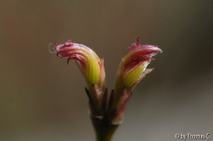 Austrieb von Wilsons Pink Dwarf