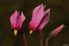 Cyclamen rohlfsianum 20121031 (6).jpg