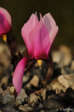 Cyclamen rohlfsianum 20121031 (5).jpg