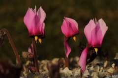 Cyclamen rohlfsianum 20121031 (3).jpg
