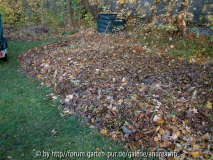 Herbstlaub3
