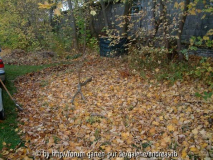 Herbstlaub2