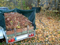 Herbstlaub1