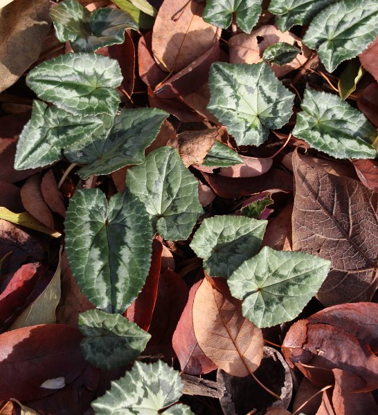 Cyclamen hederifolium