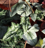 Cyclamen hederifolium