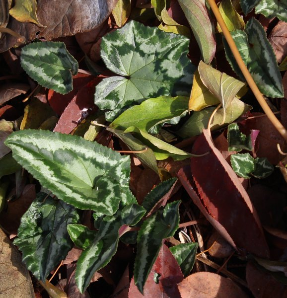 Cyclamen hederifolium
