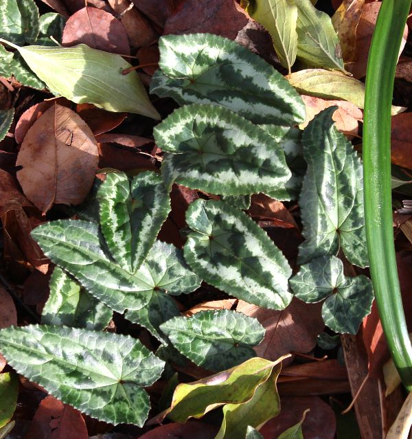 Cyclamen hederifolium