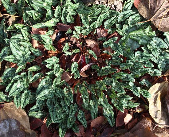 Cyclamen hederifolium