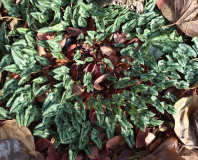 Cyclamen hederifolium