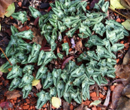 Cyclamen hederifolium
