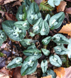 Cyclamen hederifolium