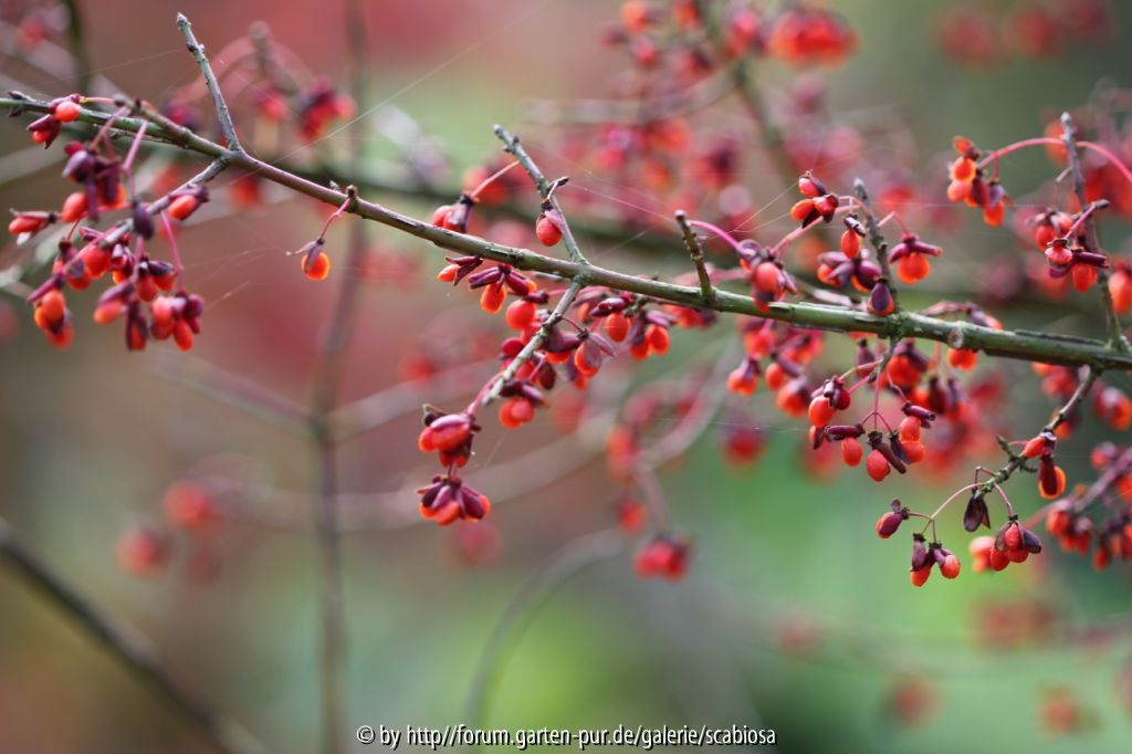 Euonymus