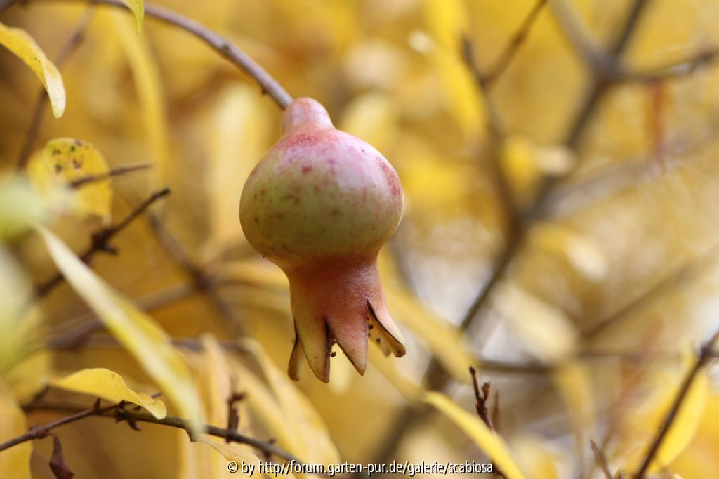 Granatapfel