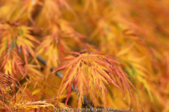 Acer dissectum Herbst 2012