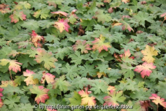 Geranium macrorrhizum