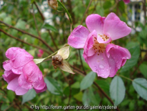 2012-11-04 Lavender Dream
