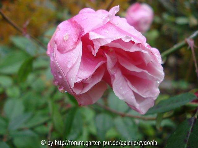 2012-11-04 Old Blush