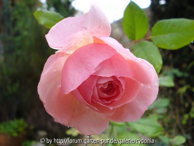 2012-11-04 Heritage