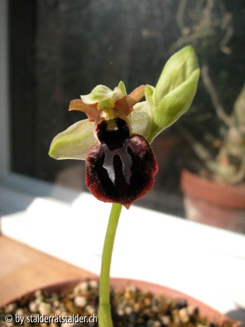 Ophris sphegodes x mammosa