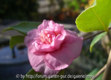 Winters shine 2012.jpg