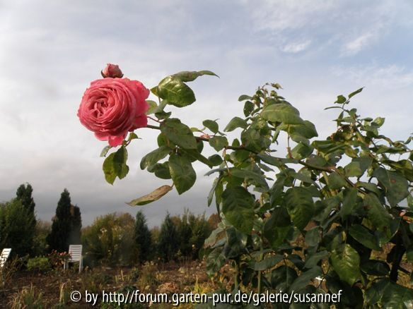 Rosenpark Herbst3