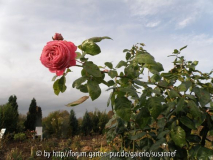Rosenpark Herbst3